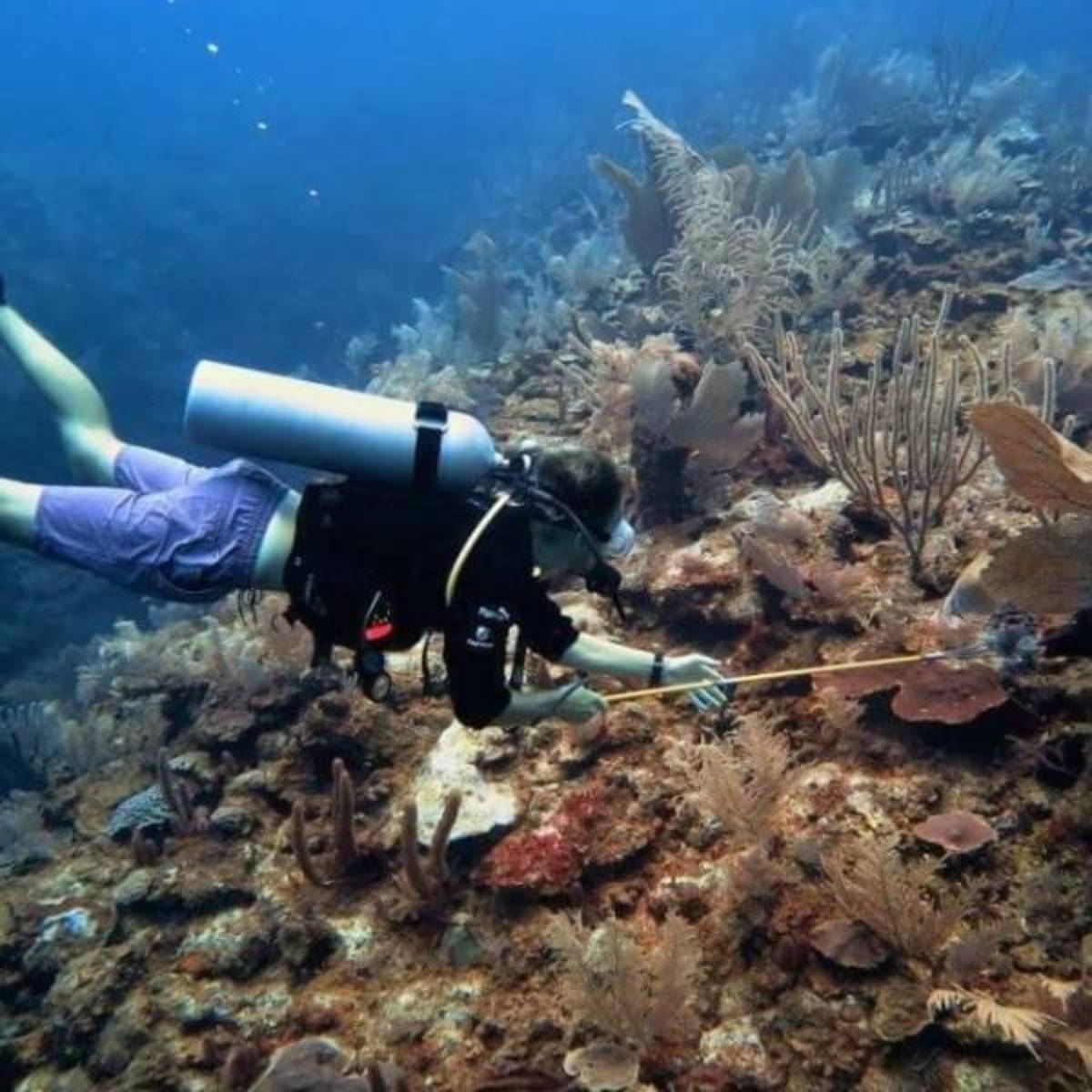 GoEco Mexico - Under 18 Marine Conservation Expedition