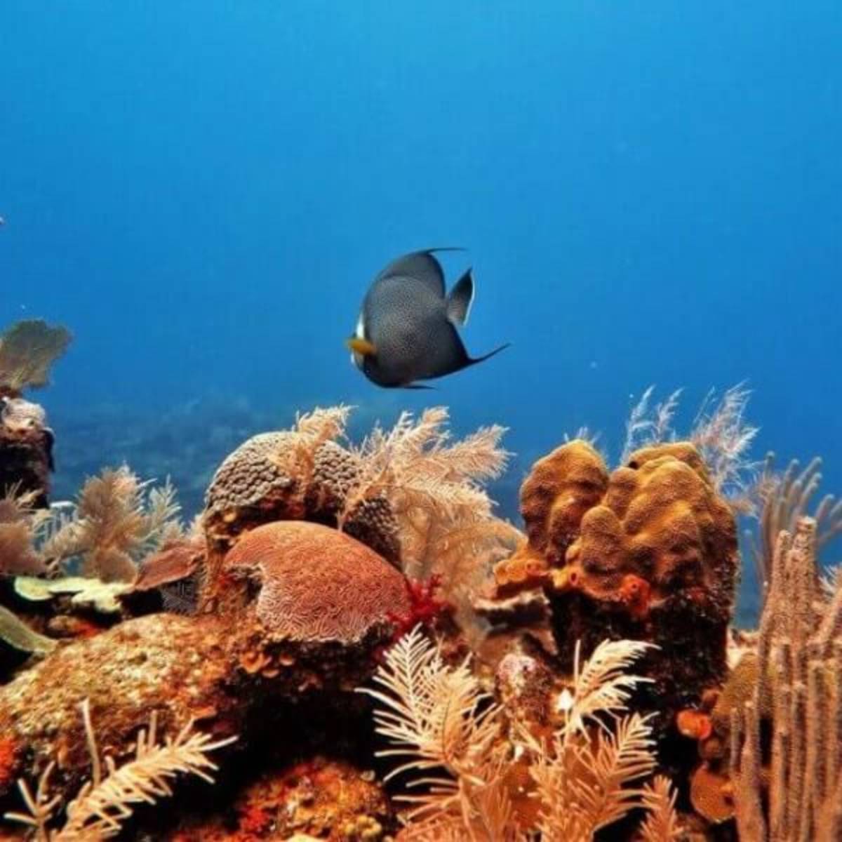 GoEco Mexico - Under 18 Marine Conservation Expedition