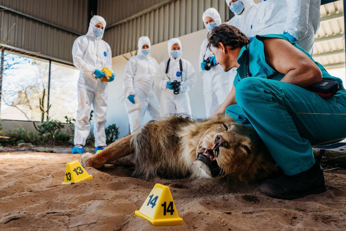 mock crime scenes involving poached animals