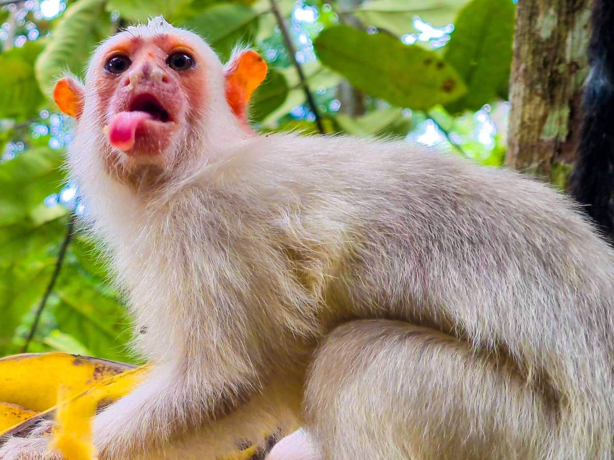 monkey around