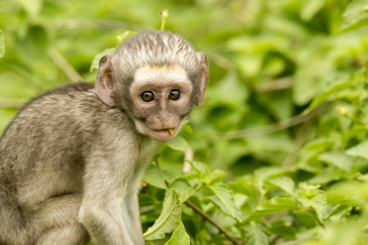 Monkey Rehabilitation