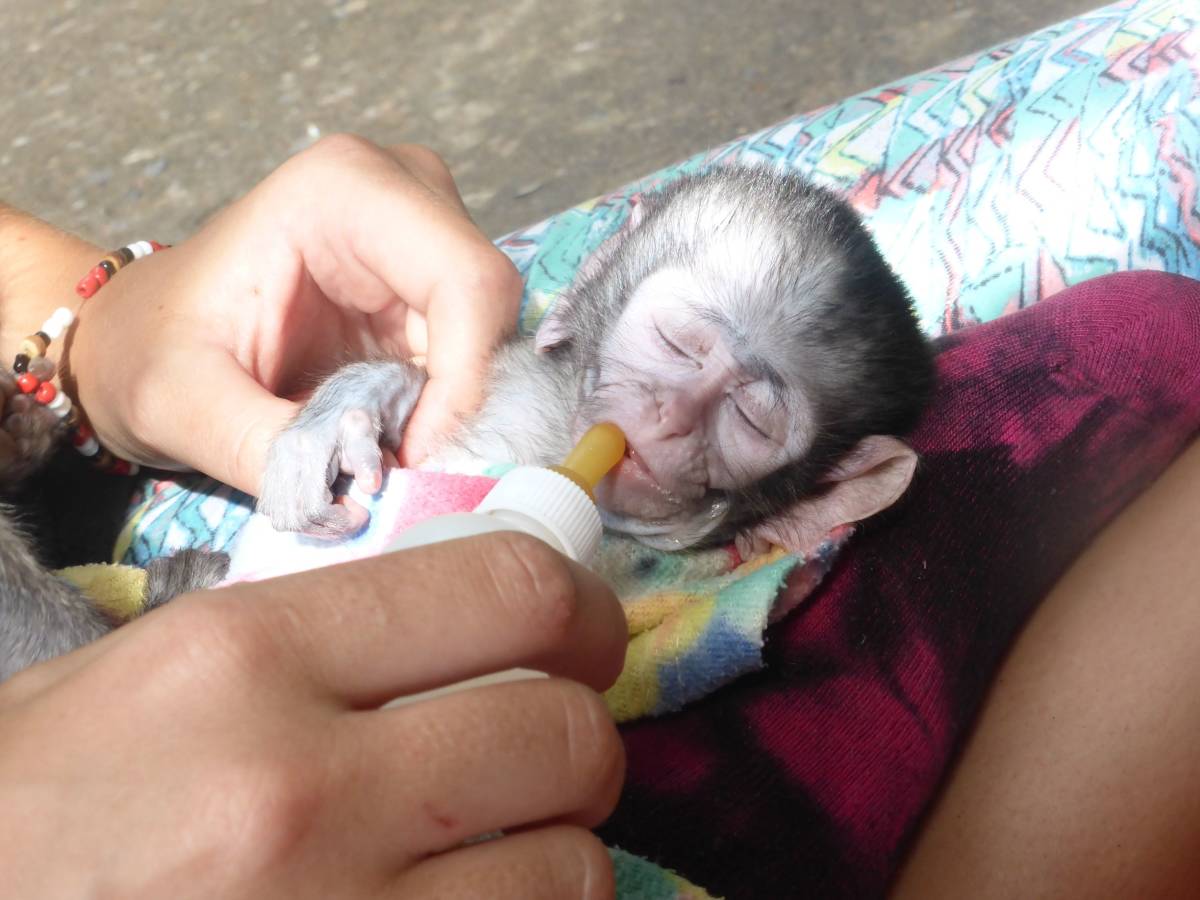Monkey Rehabilitation