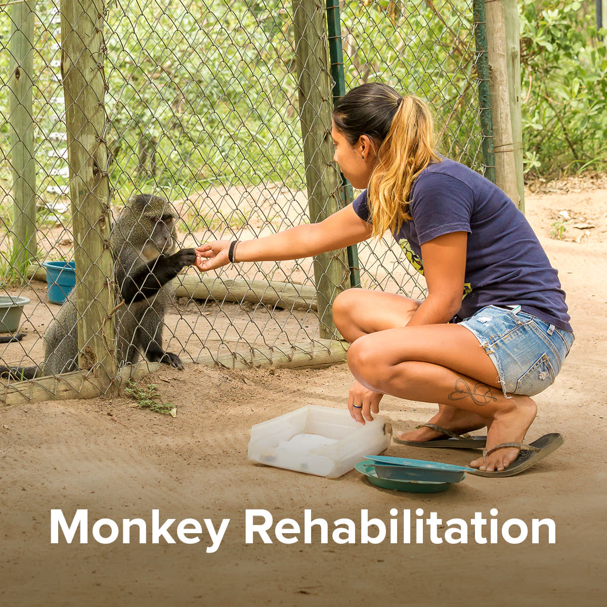 Monkey Rehabilitation