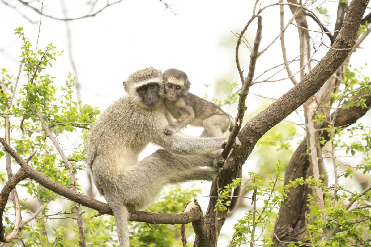 Monkey Rehabilitation