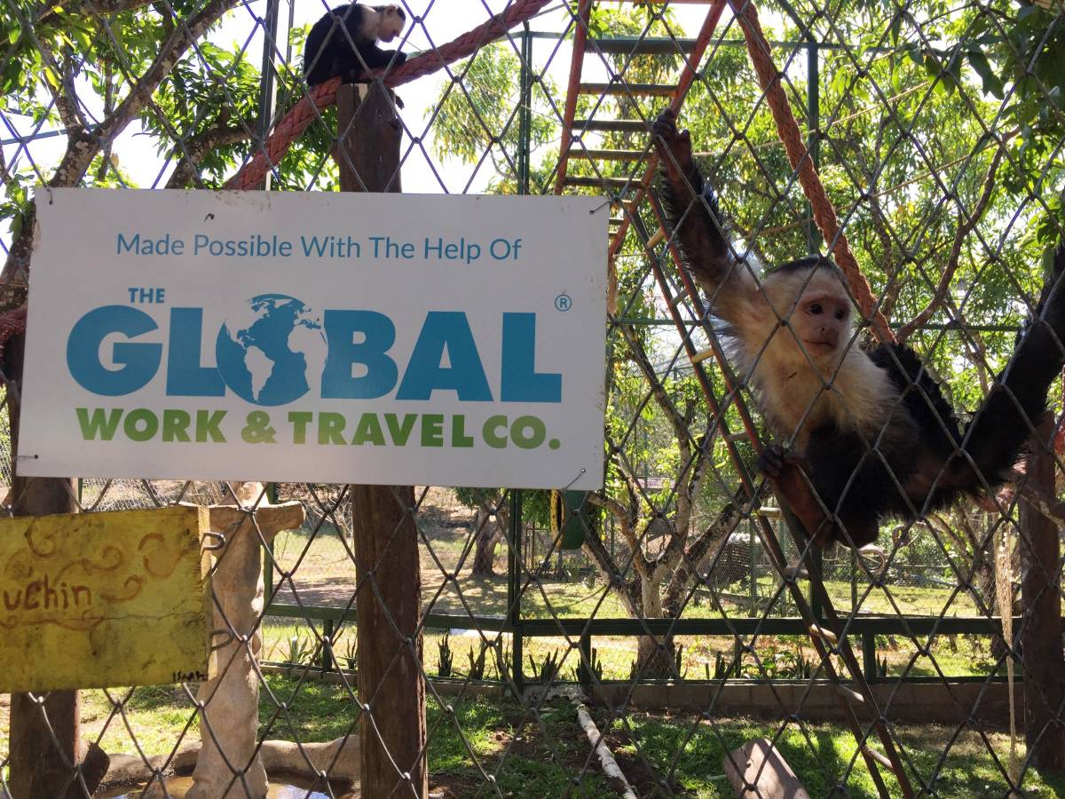 Monkey Rehabilitation
