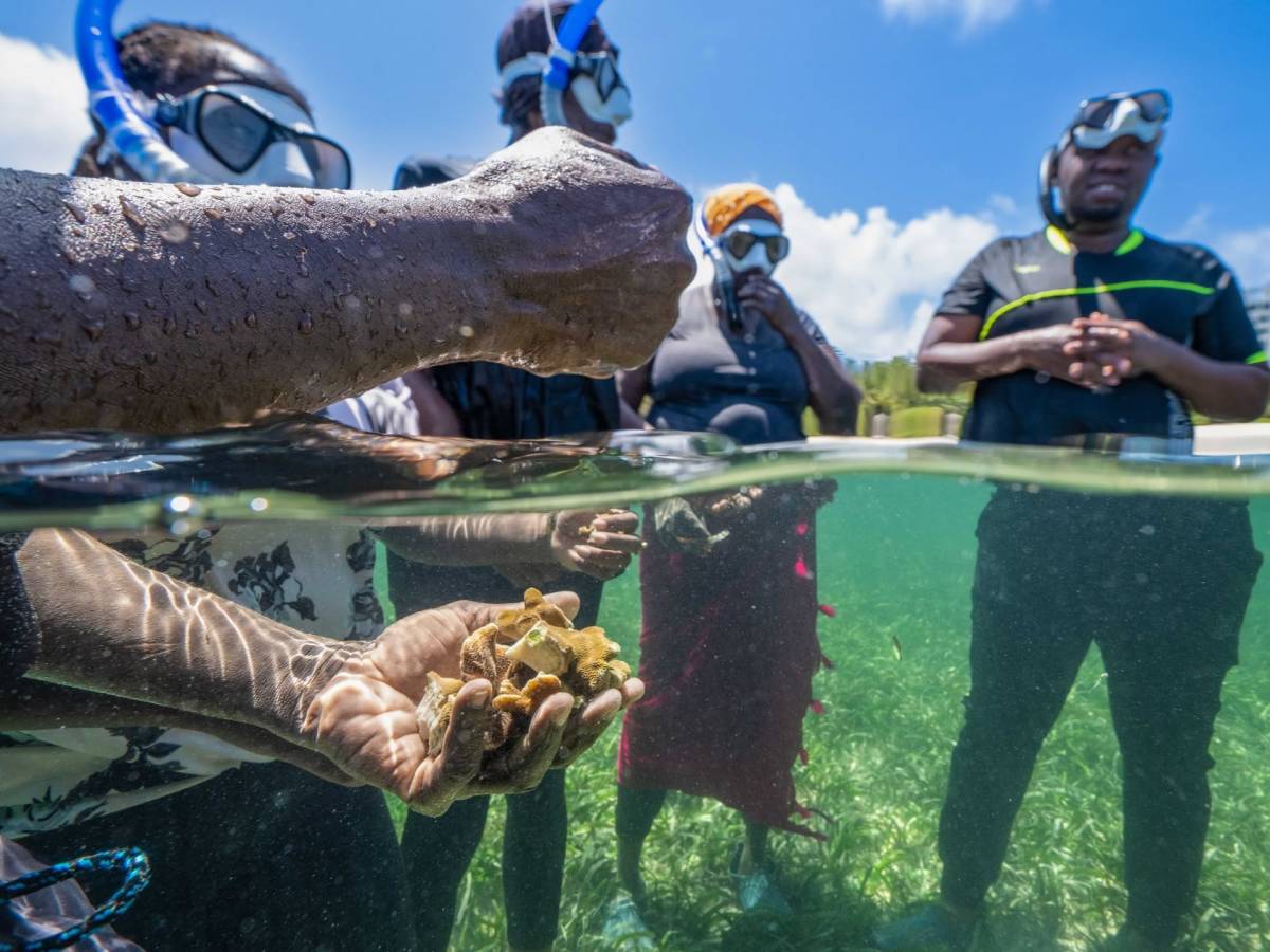 Ocean conservation work in progress