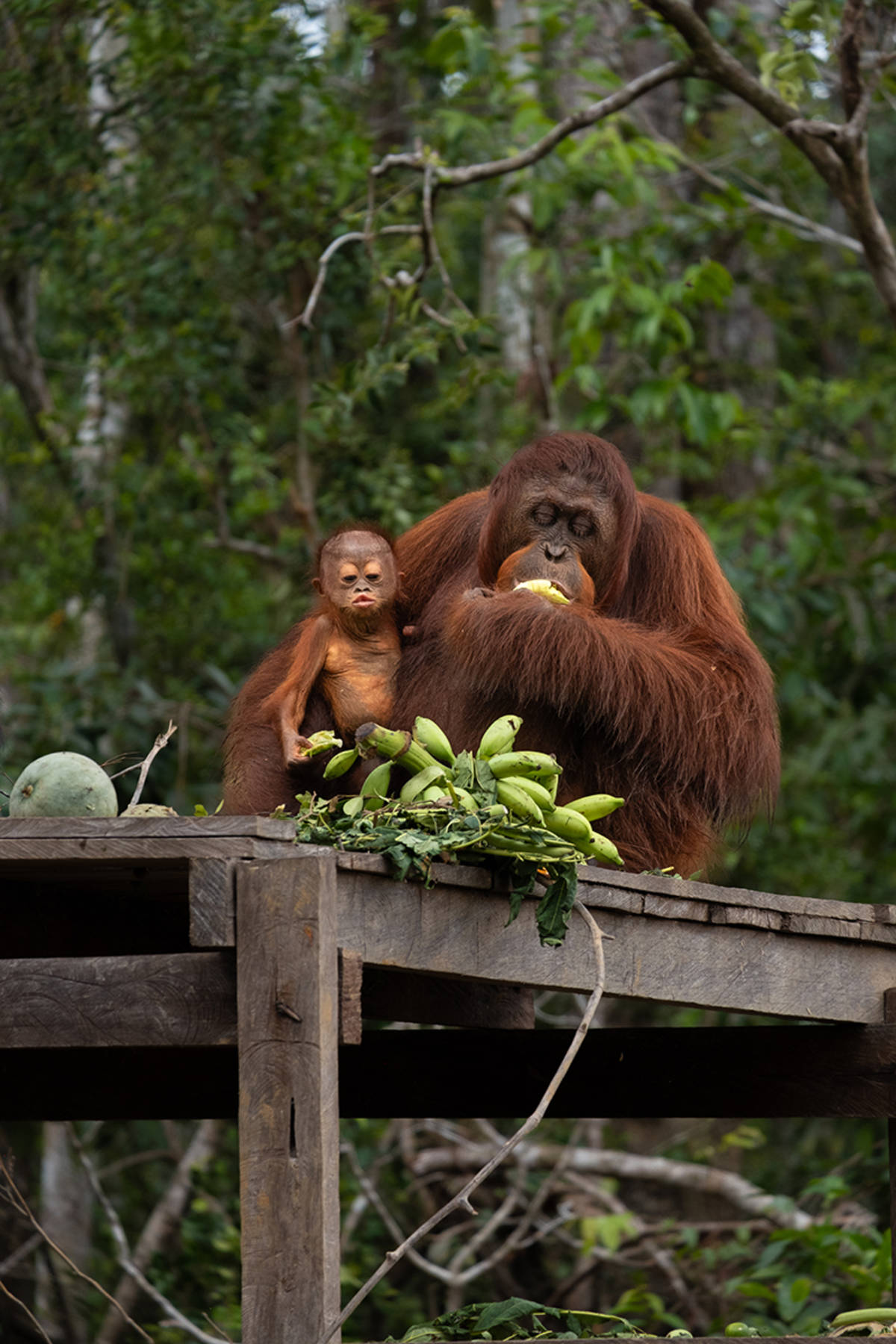 Orangutan and Baby at Feeding Platform
