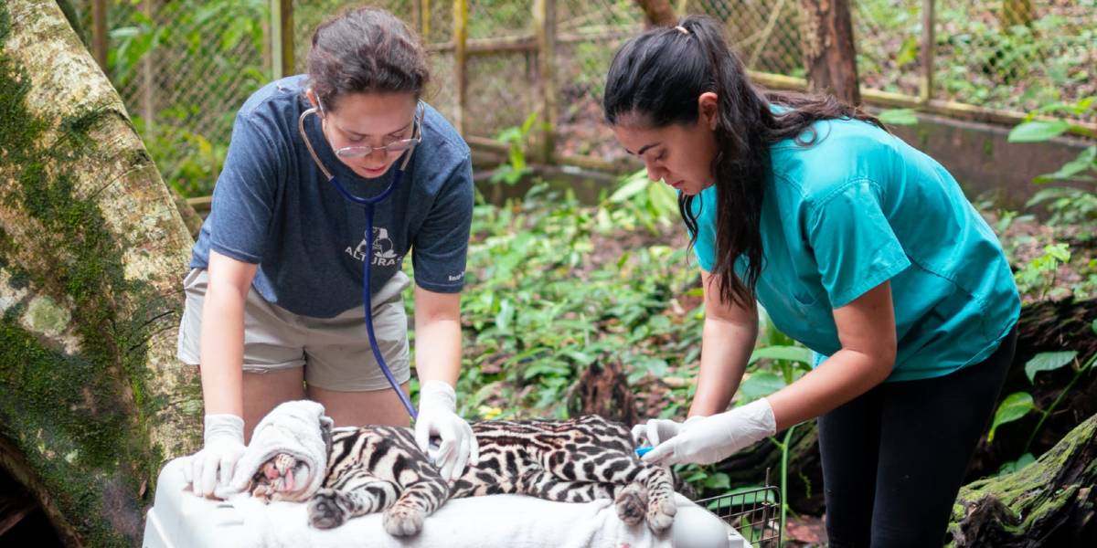 Orphan Care and Veterinary Interns in Costa Rica