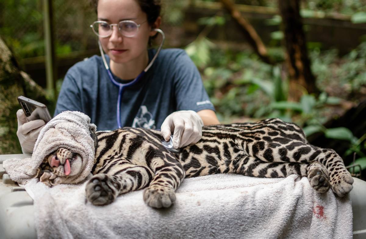Orphan Care and Veterinary Internship in Costa Rica