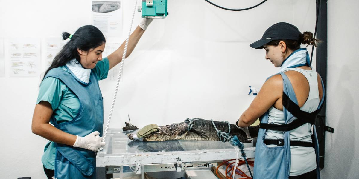 Orphan Care and Veterinary Internship in Costa Rica