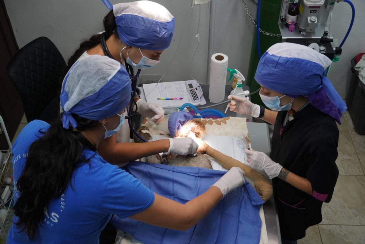 Orphan Care and Veterinary Internship in Costa Rica
