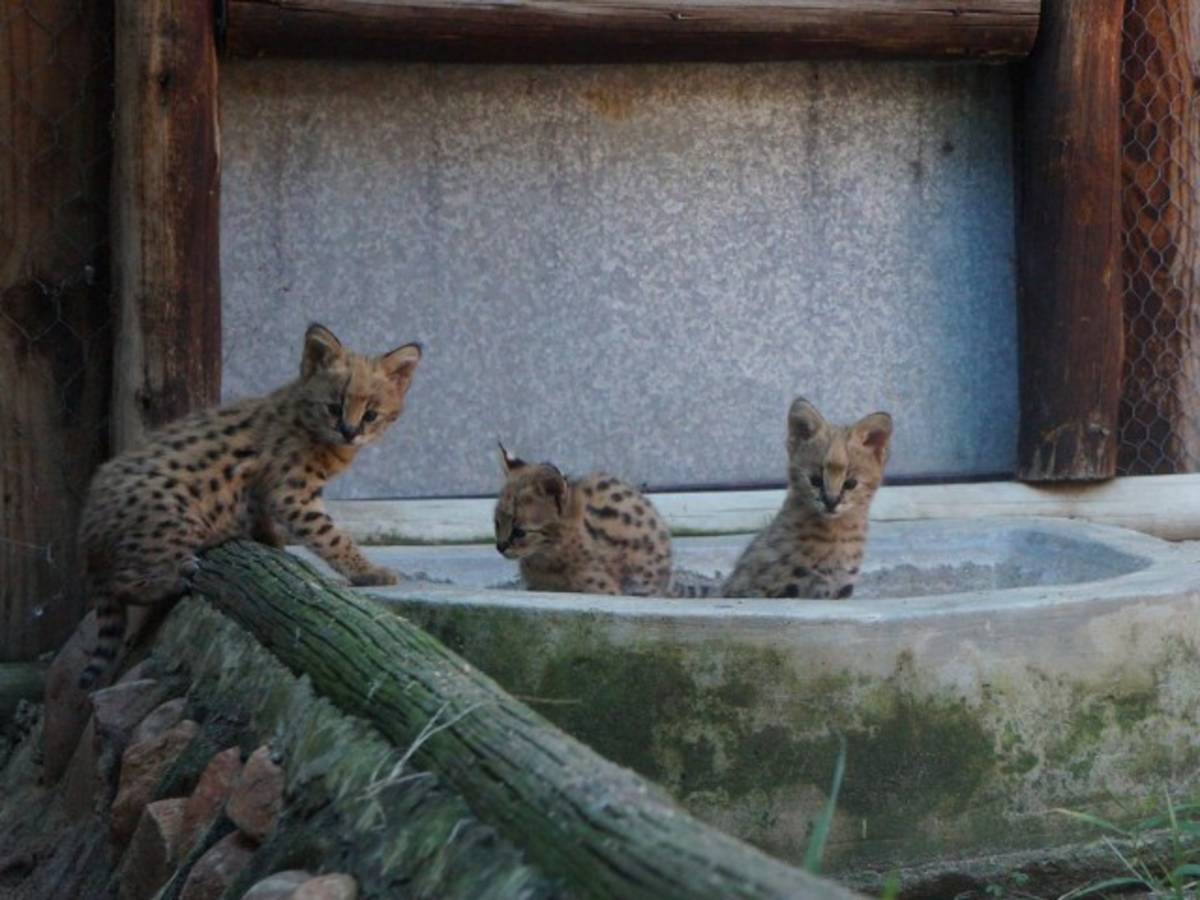 Orphaned serval at Moholoholo