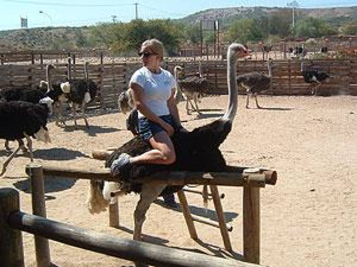 Study Abroad in South Africa