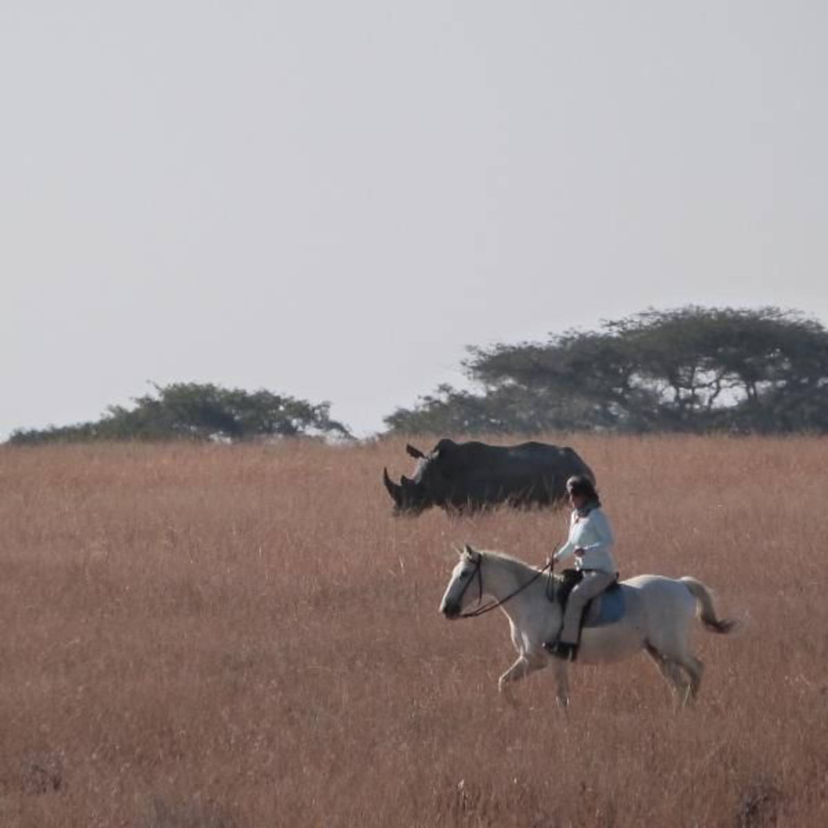 Riding near a rhino