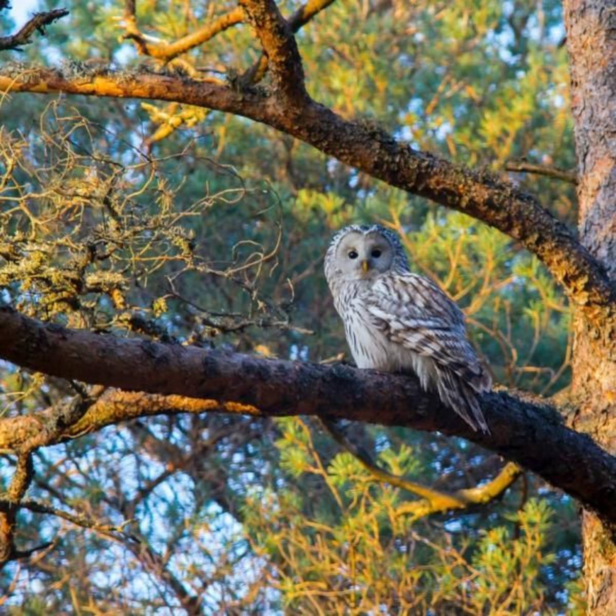 Avian Conservation Internship