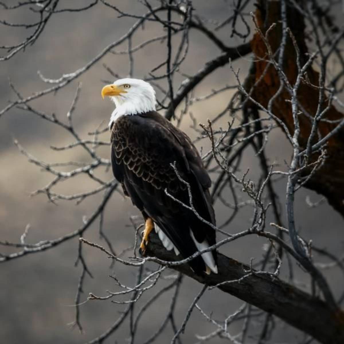 Avian Conservation Internship