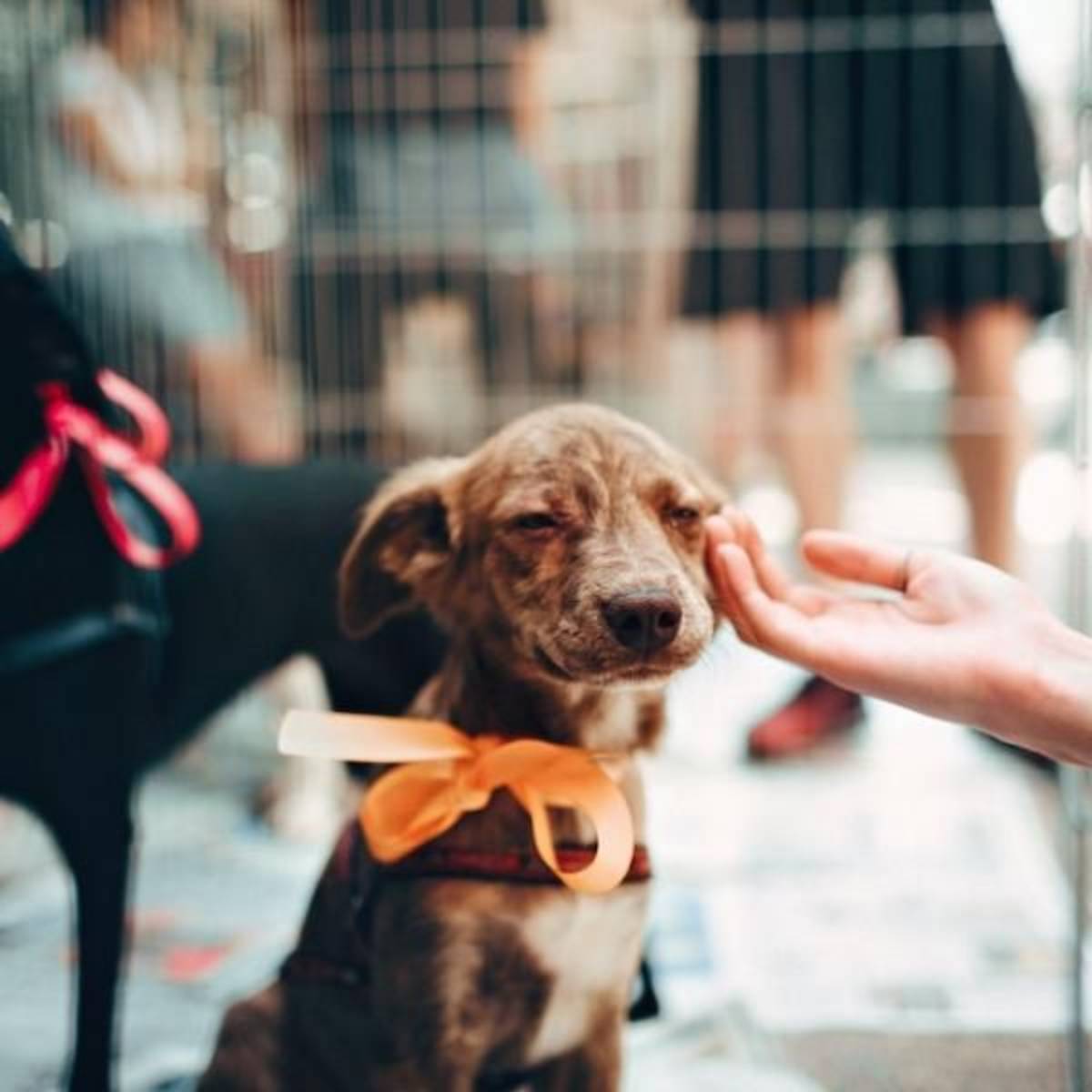 Animal Care Internship
