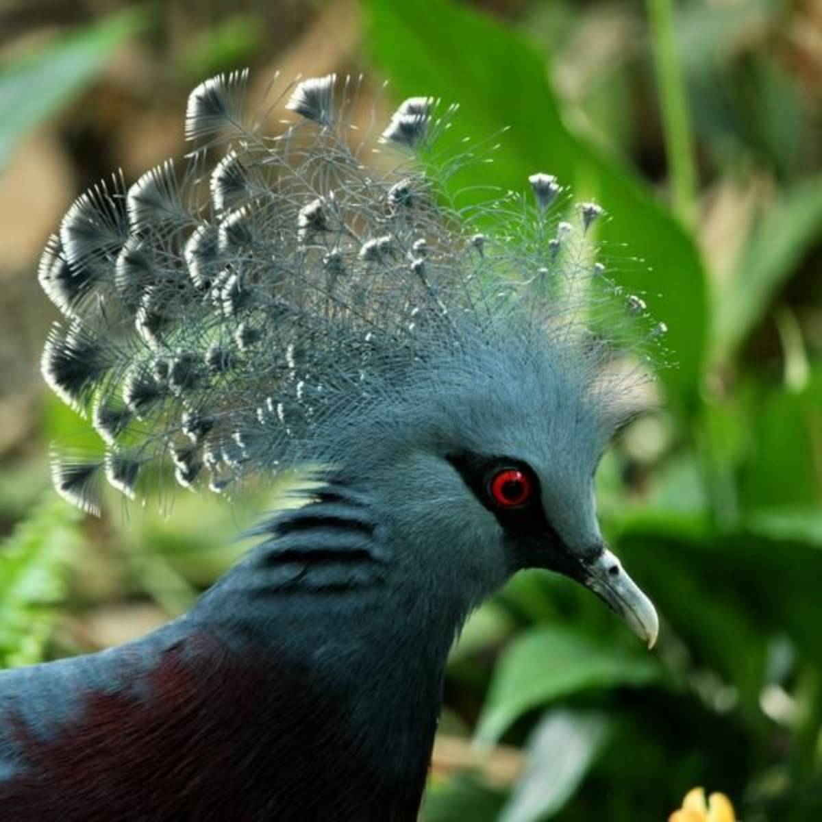 Avian Conservation Internship