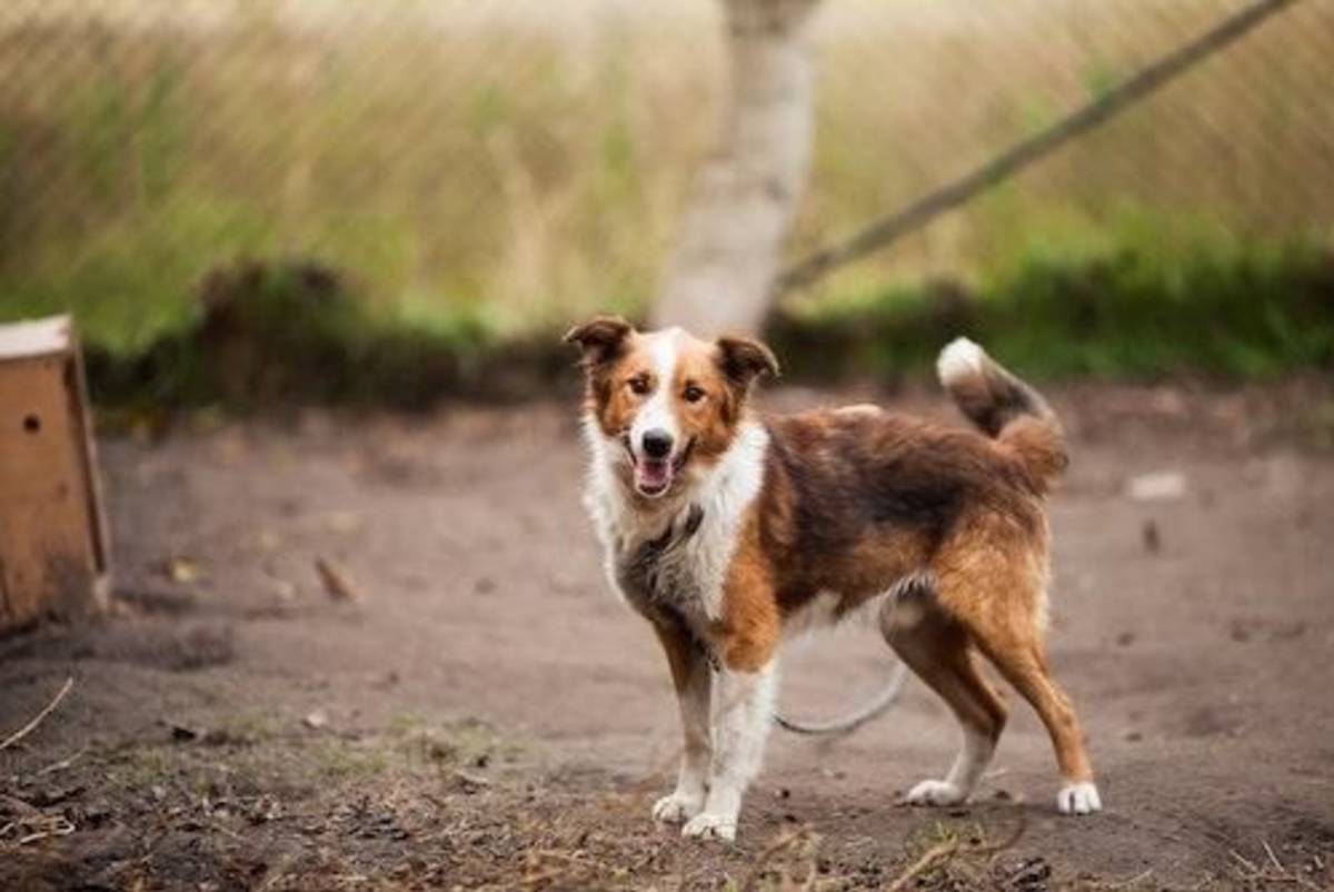 Animal Care Internship