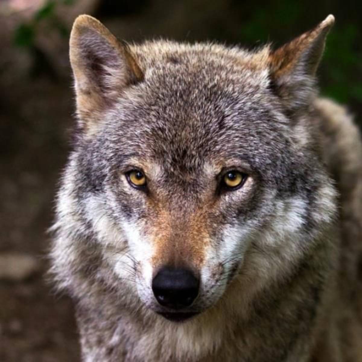 Portugal - Wolf Conservation and Lisbon Experience