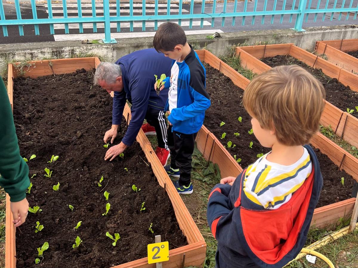 Planting lettuce with students