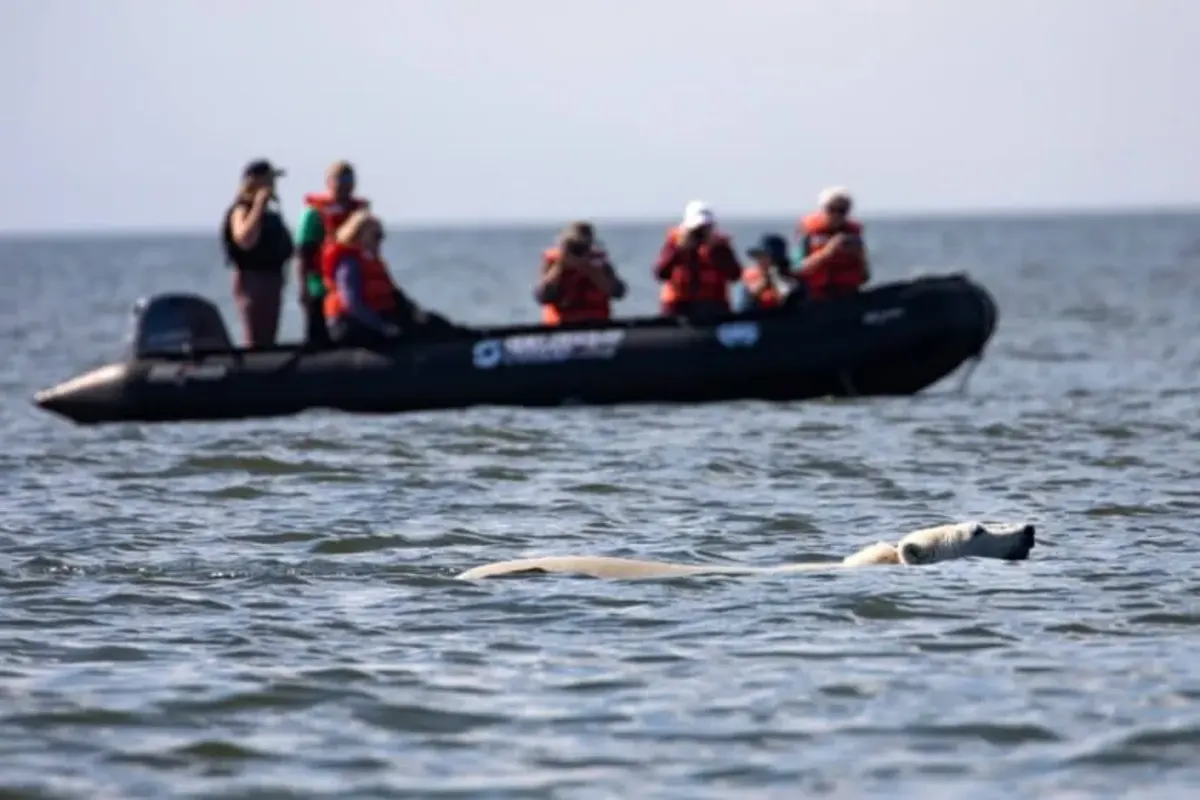 polar bear swimming