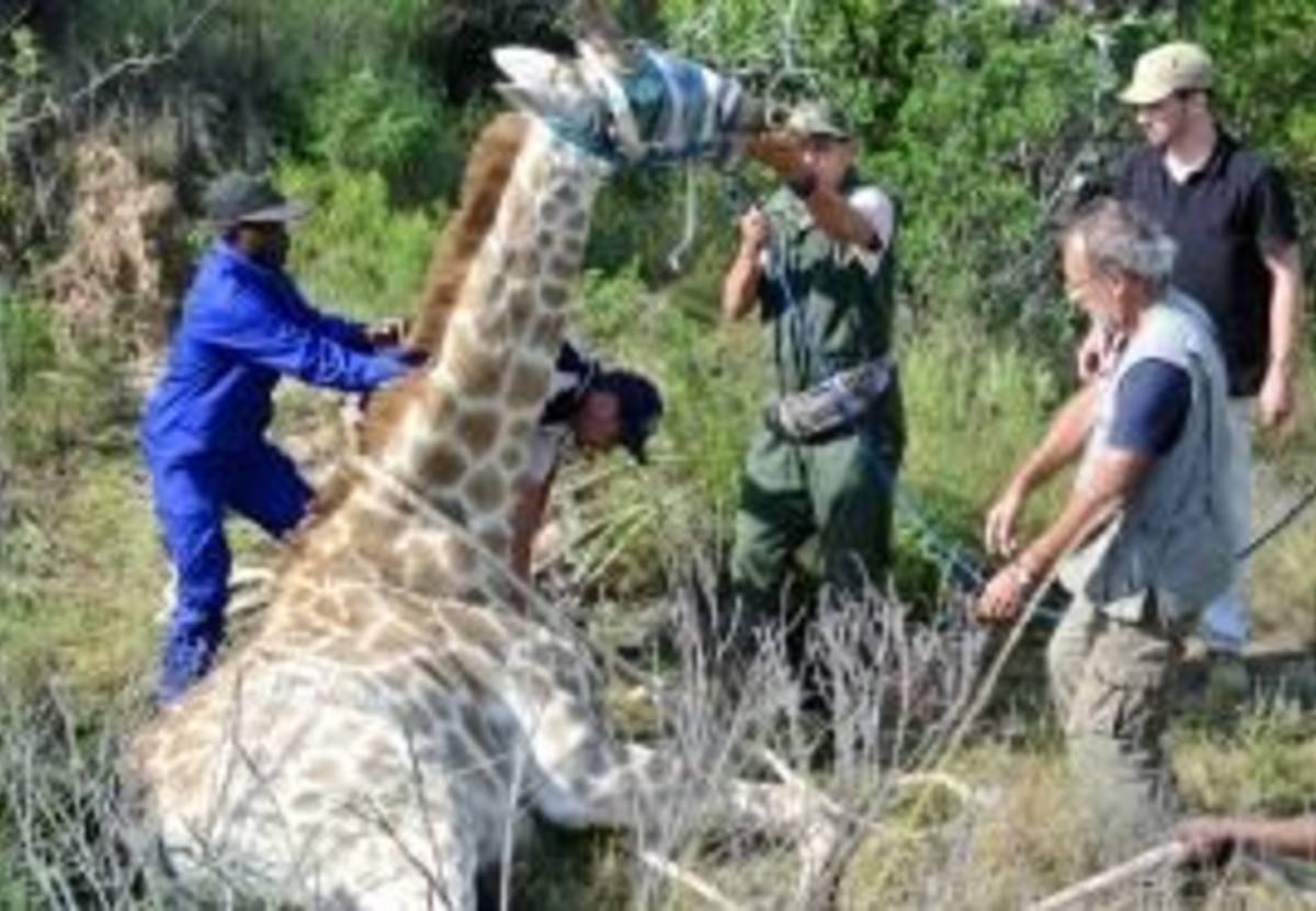South Africa - Pre-Vet Wildlife Internship