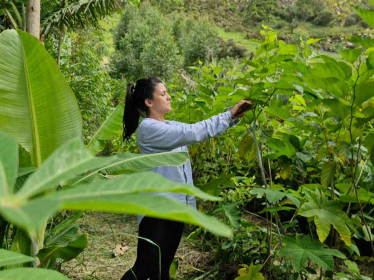Pruning in Agroforestry.