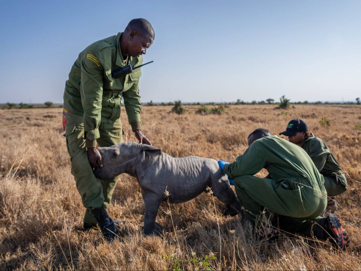 Rangers at work at Olpejeta
