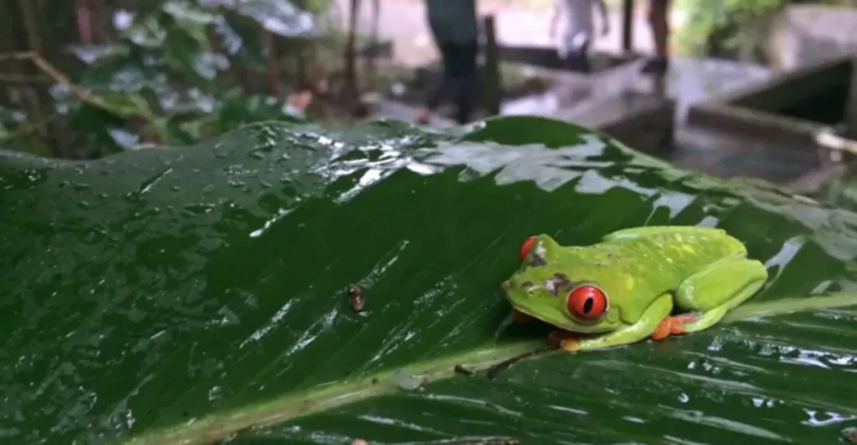 Red-eyed tree frog on leaf