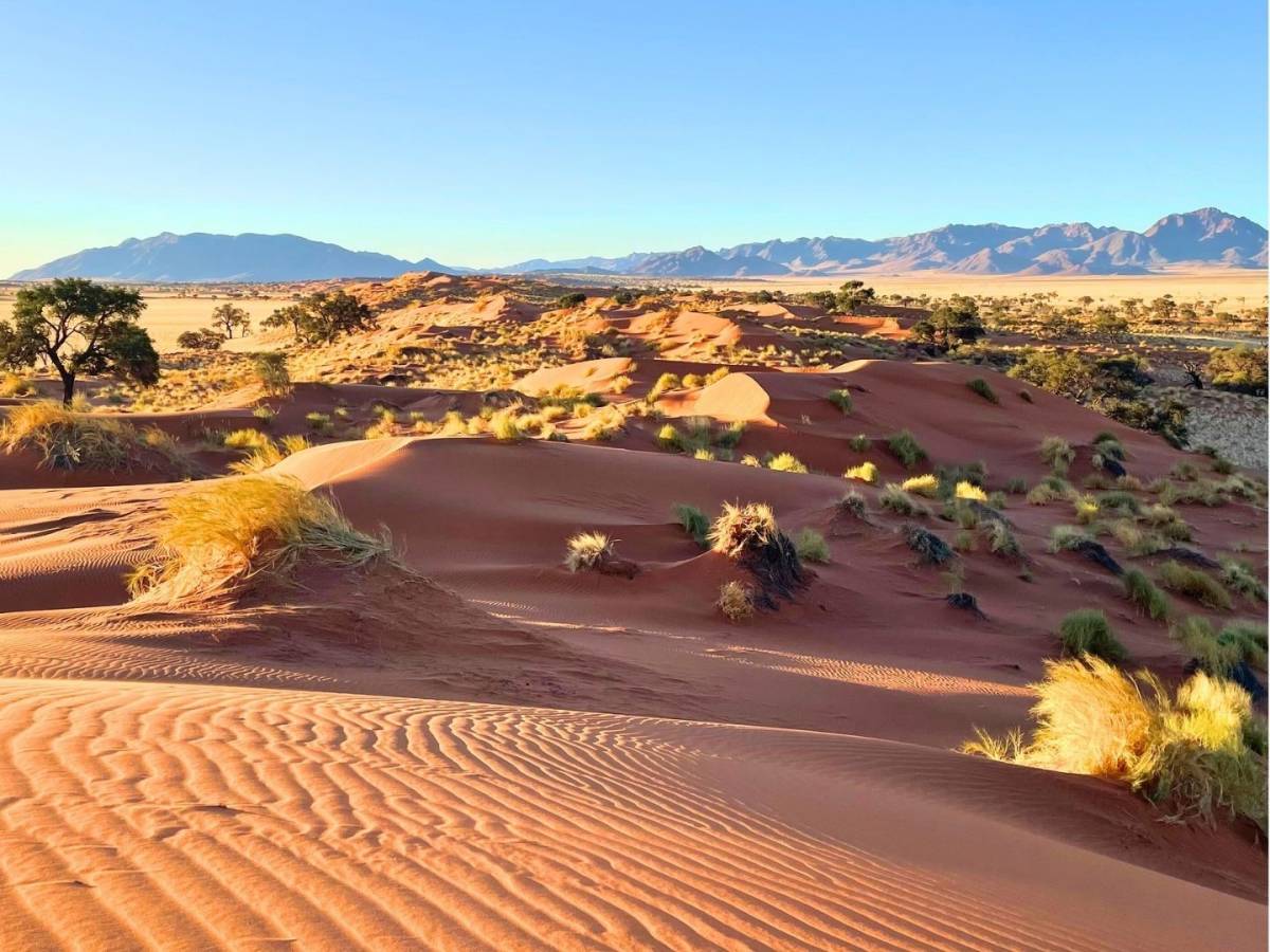 Red sand dunes dotted with golden grass stretch across a wide Namibian desert plain, with mountains and a clear blue sky in the distance.