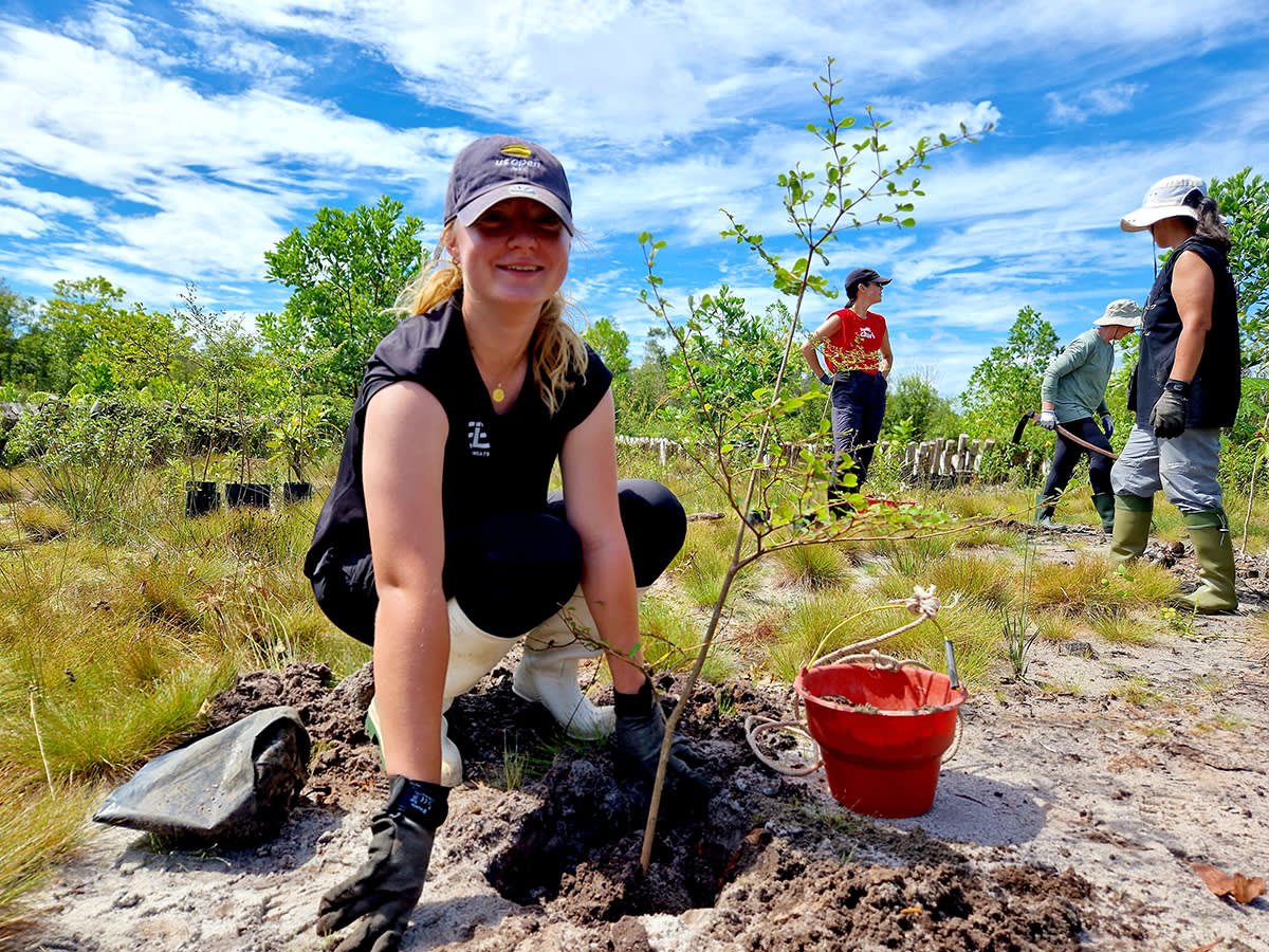Reforestation