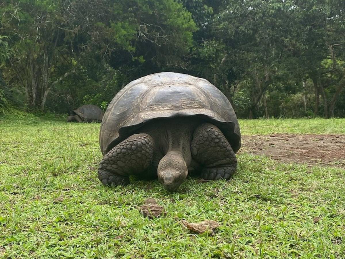 Release tortoises into the wild