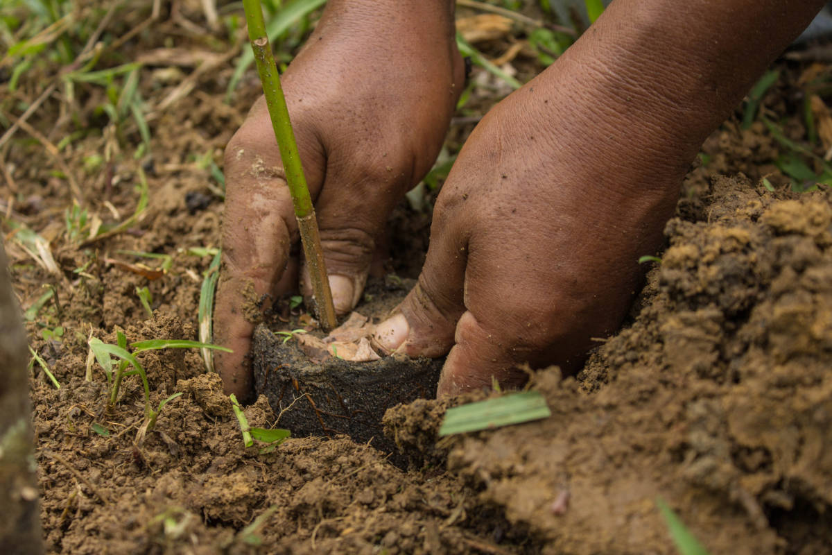 Planting a tree