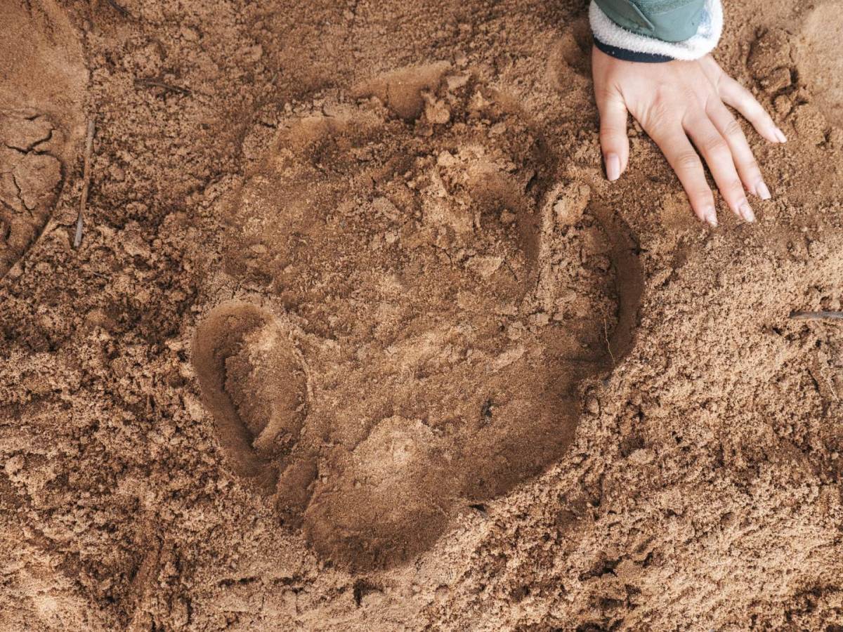 Rhino track in the mud