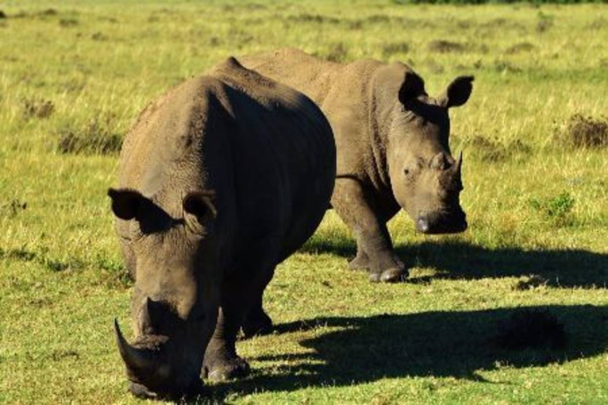 two rhinos