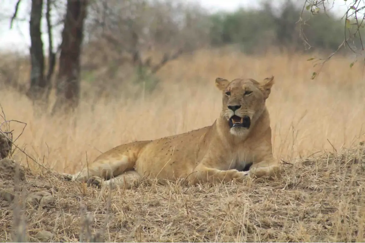 Safari tiger