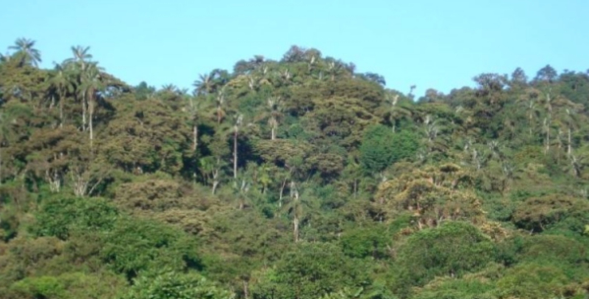 Agro Forestry and Environmental Conservation in Ecuador — photo 3