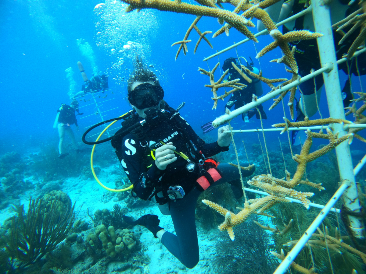 scuba diving teen assists with coral restoration