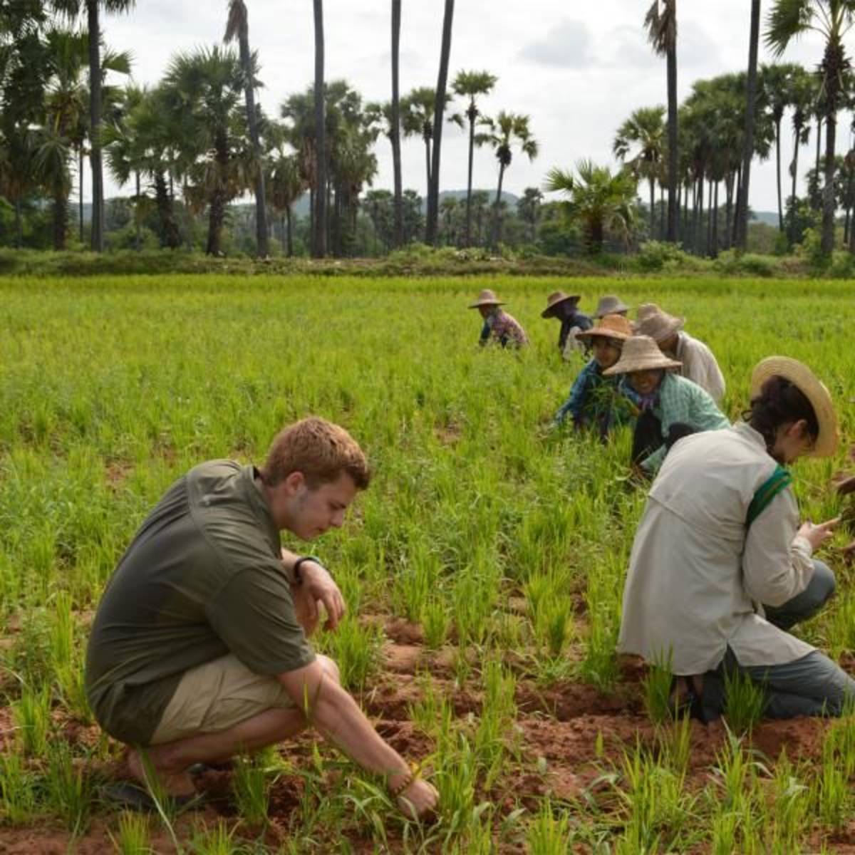 Rice farming in Myanmar