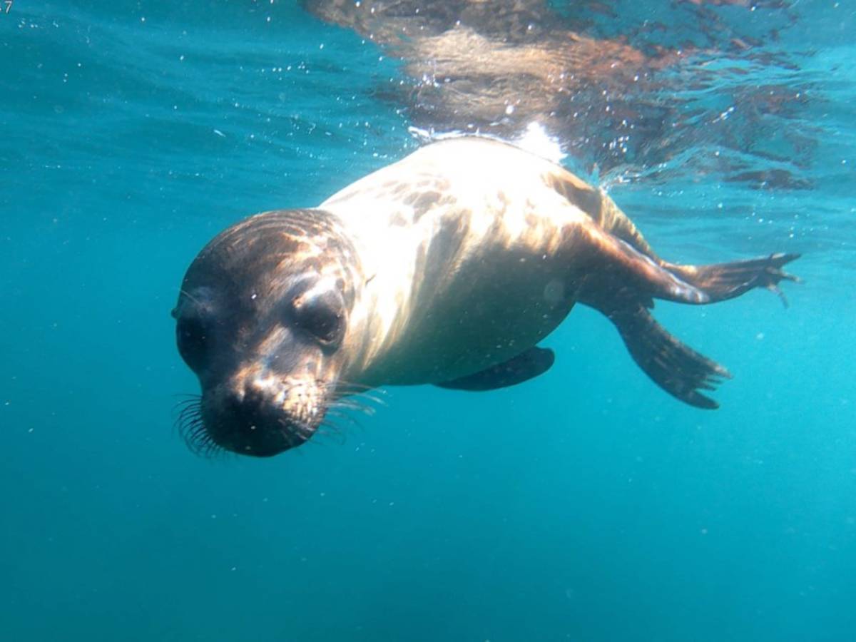 Sea Lion swimming