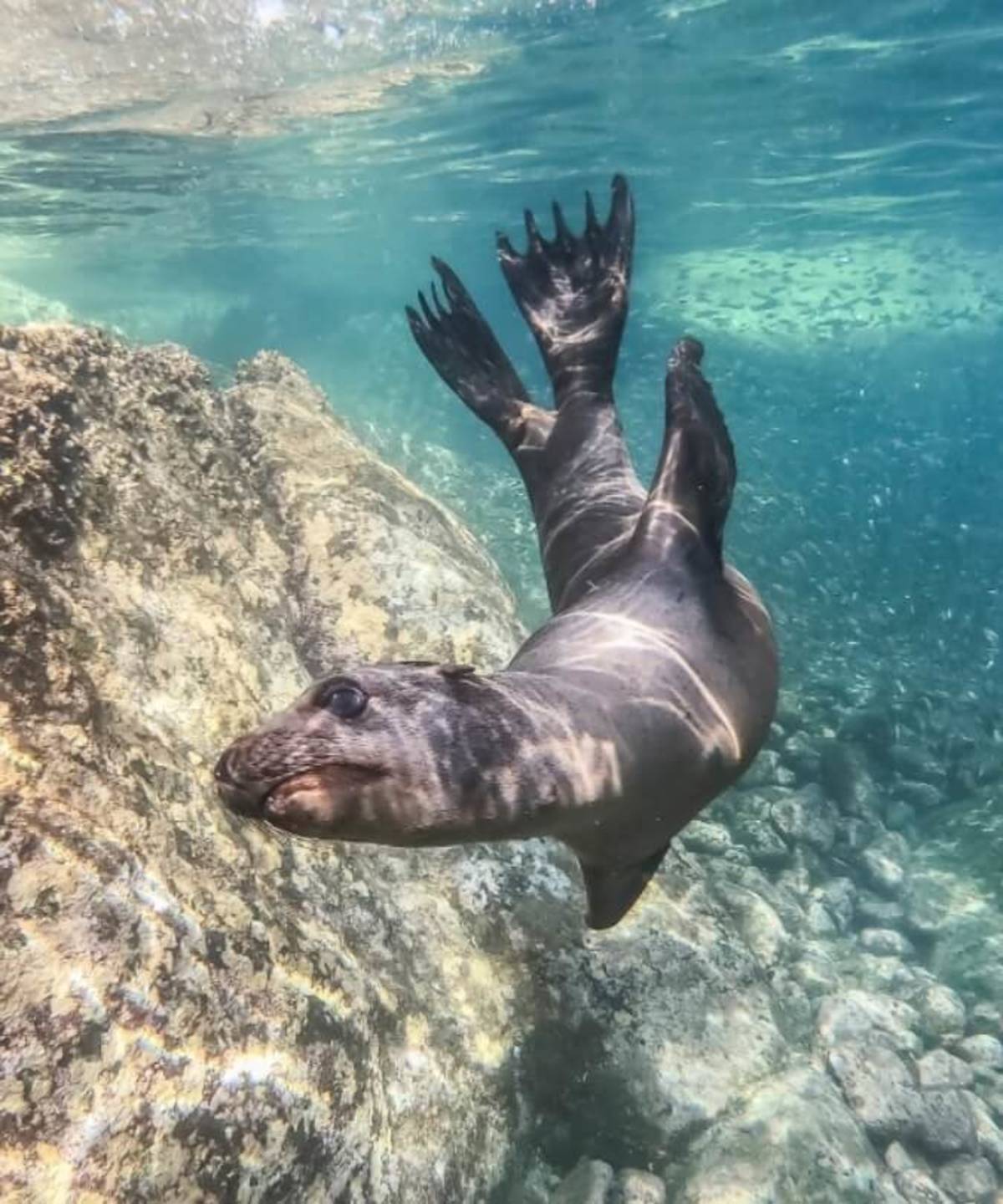 Sea lion