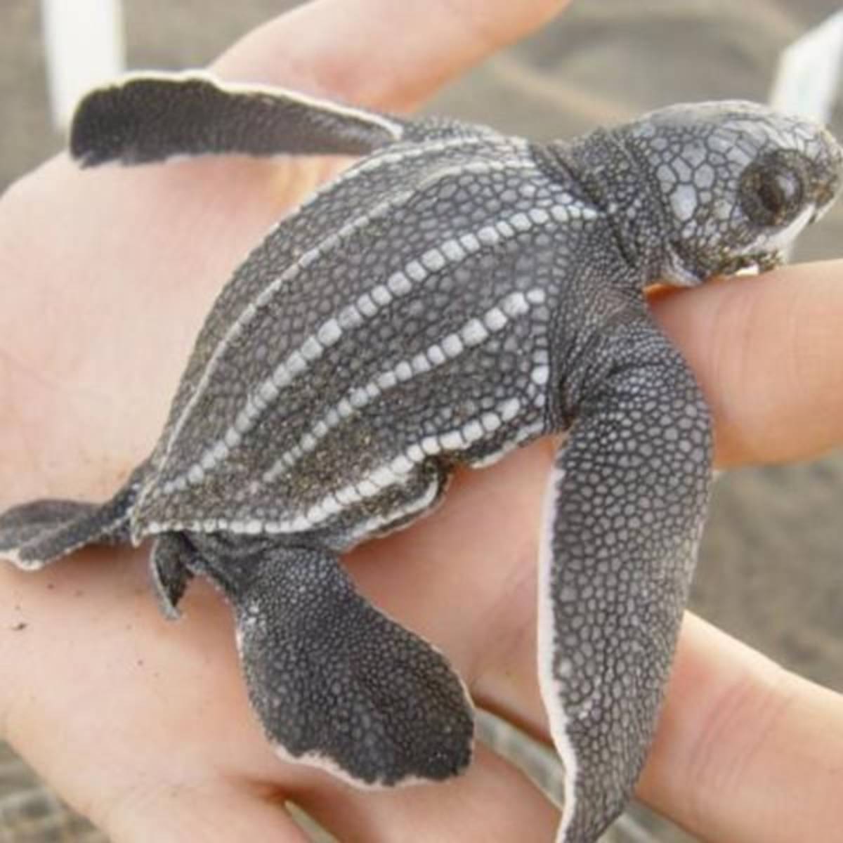 baby sea turtle on a volunteer's hand