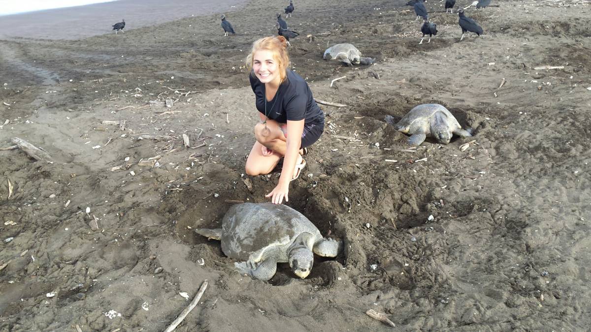 Sea Turtle