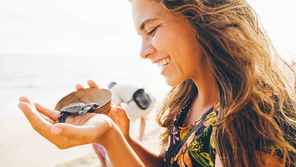 Sea Turtle
