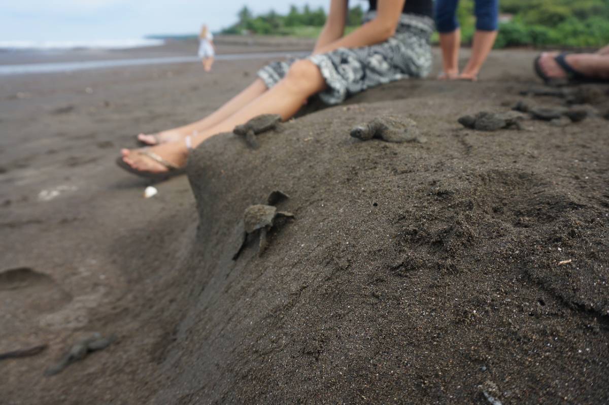 Sea Turtle