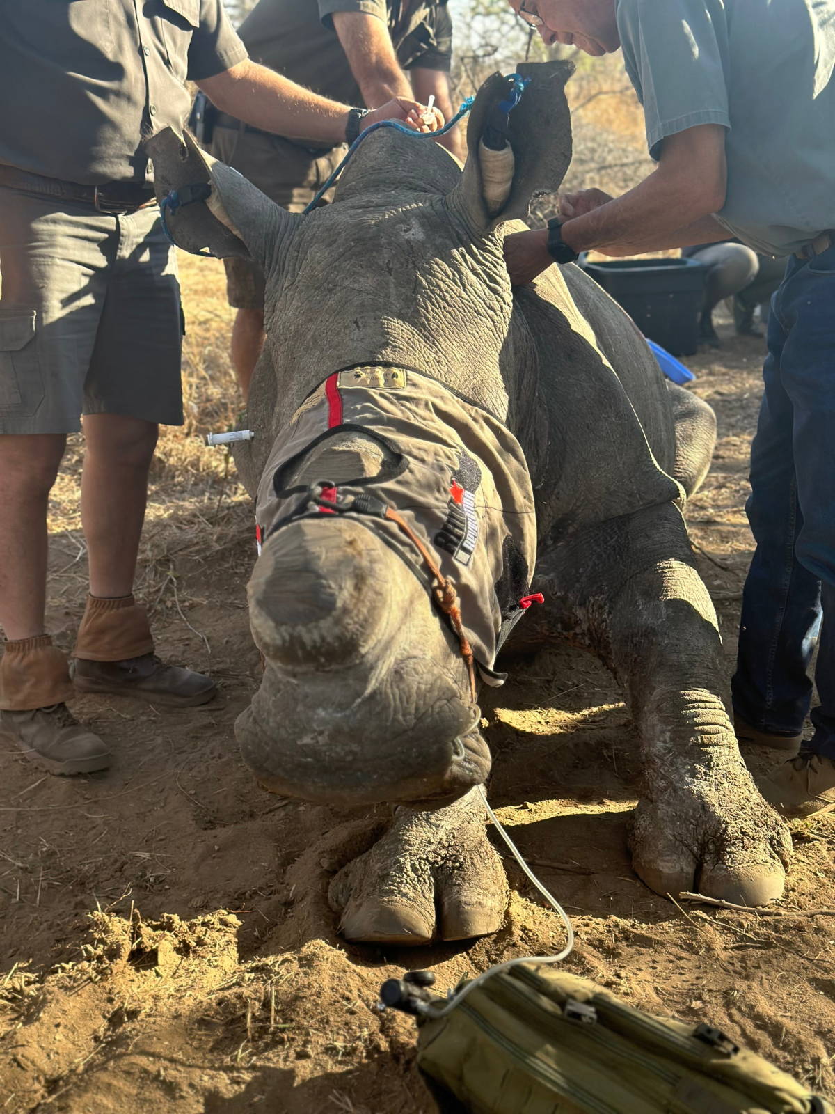 Sedated rhino being prepared for a horn trimming procedure for anti-poaching purposes