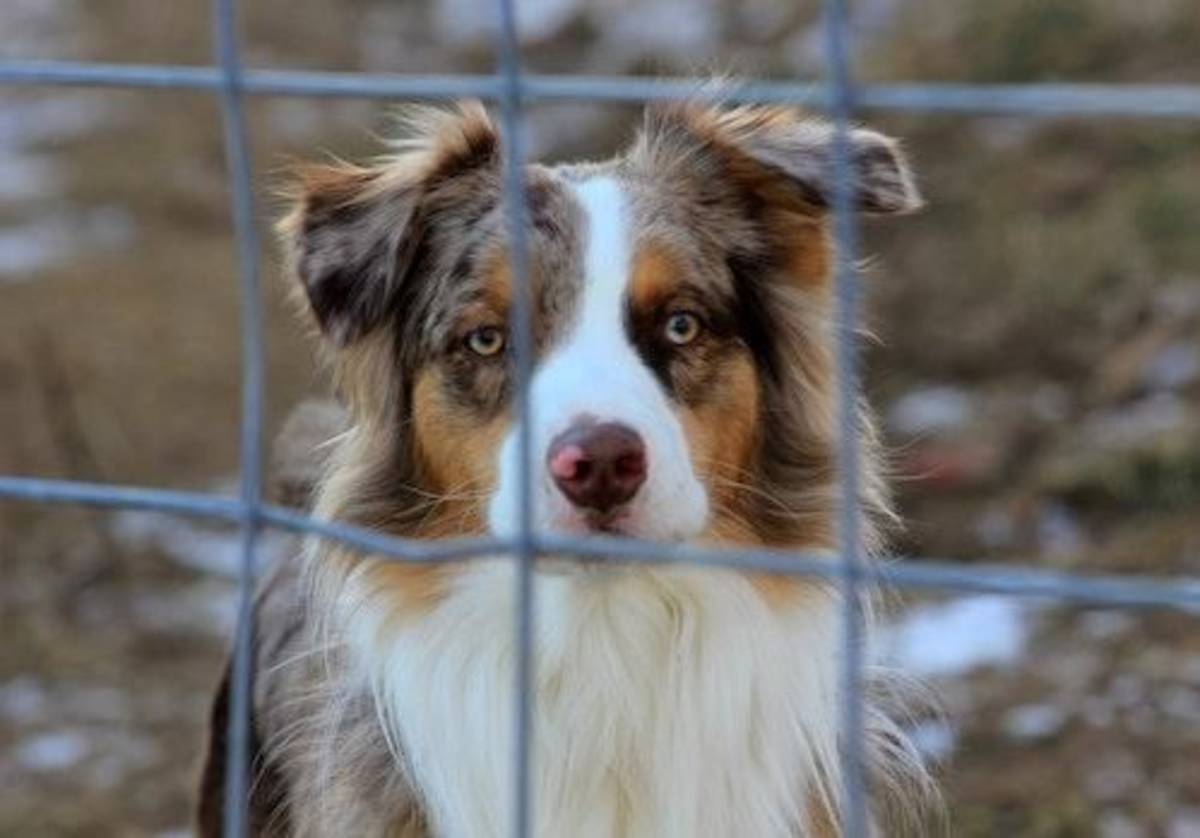 Animal Care Internship