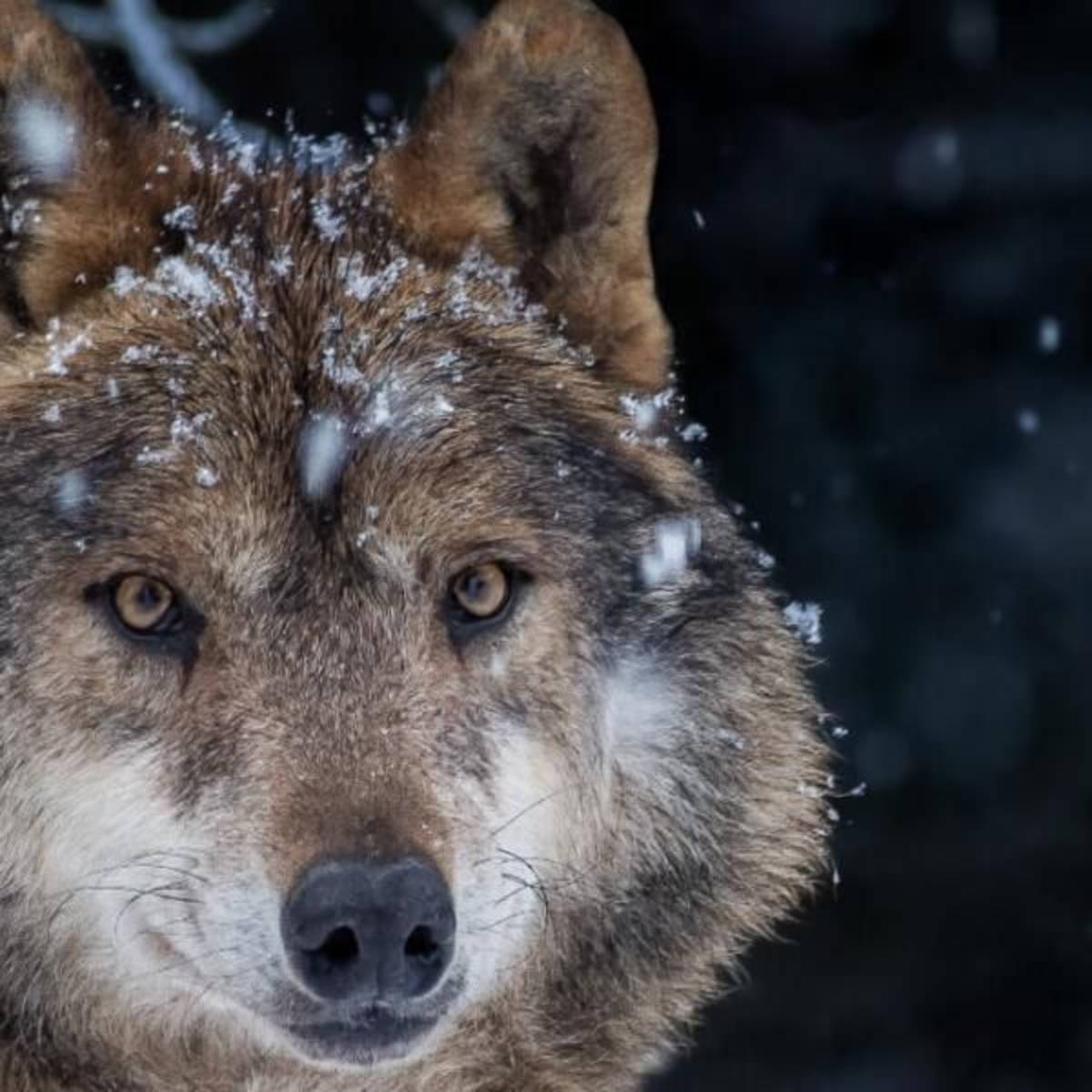 Portugal - Wolf Conservation and Lisbon Experience