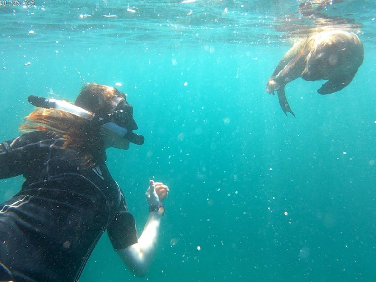 Snorkeling with sea lions